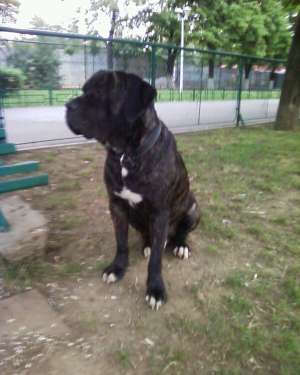 OFER PT MONTA MASCUL DEOSEBIT CANE CORSO
