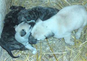 vand catei dogo canario