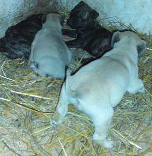 vand catei dogo canario
