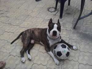 pierdut Amstaff