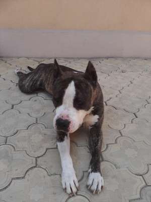 pierdut Amstaff