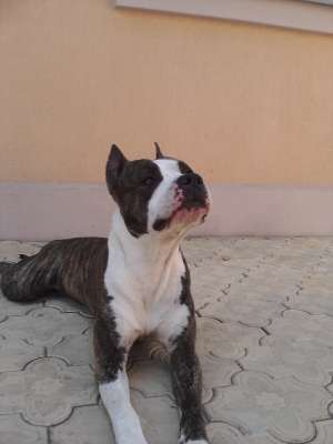 pierdut Amstaff