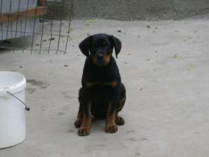 rottweiler talie mare