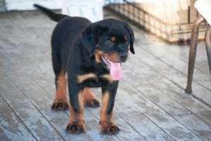 rottweiler talie mare