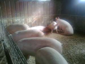 vanzare porci 90-250kg