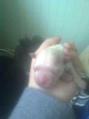 vand puiuti bichon