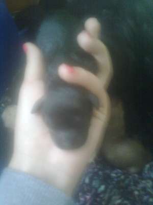 vand puiuti bichon