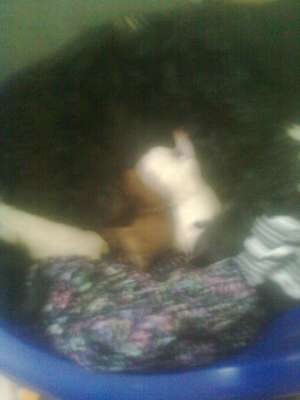 vand puiuti bichon