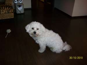 monta bichon frise