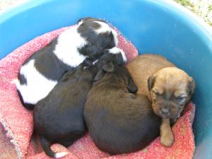 vand pui de coker spaniel englezesc