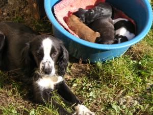 vand pui de coker spaniel englezesc