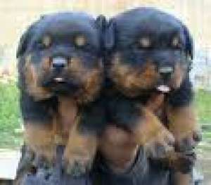 Vand pui de Rottweiler