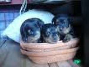 Vand pui de Rottweiler