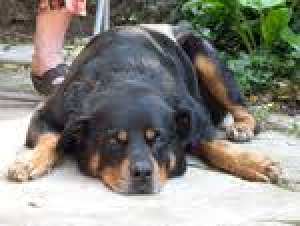 Vand pui de Rottweiler