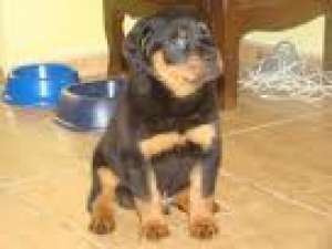 Vand pui Rottweiler