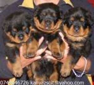 Vand pui Rottweiler