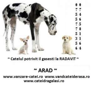 Catei de rasa de exceptie !