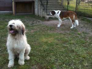 saint bernard ,   ciobanesc mioritic