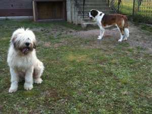 saint bernard ,   ciobanesc mioritic