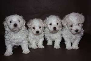 Bolognese Bichon
