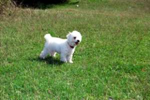 BICHON MALTEZE
