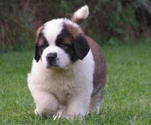 Canisa Transylvania Giant ofera pui saint bernard