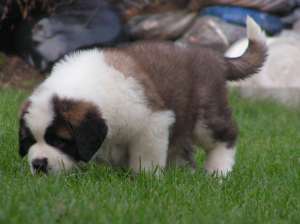 Canisa Transylvania Giant ofera pui saint bernard