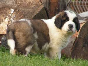 Canisa Transylvania Giant ofera pui saint bernard