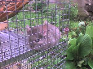 vand chinchilla