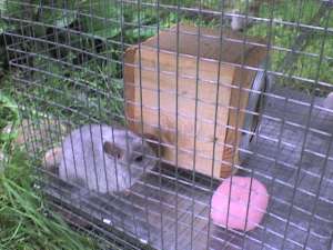vand chinchilla