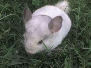 vand chinchilla
