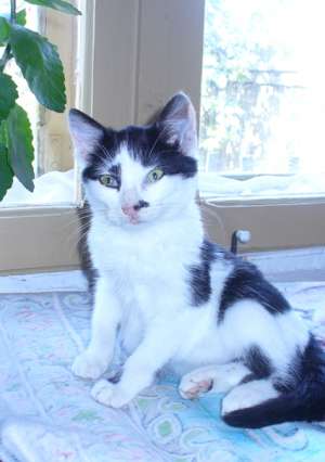 Motanel cu blana lunga spre adoptie