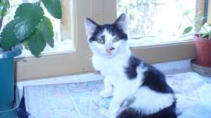 Motanel cu blana lunga spre adoptie