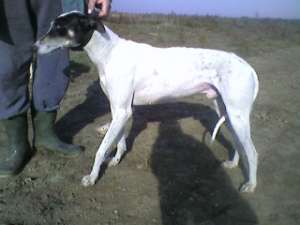 viind ciine greyhound