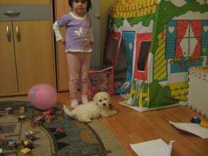 urgent pui bichon frise