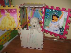 urgent pui bichon frise