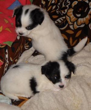 Panda puppies for sale! Bucuresti! 3 baieti si o fetita de 1 luna.