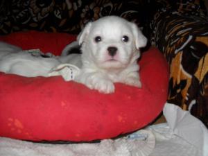 Panda puppies for sale! Bucuresti! 3 baieti si o fetita de 1 luna.