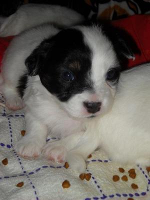 Panda puppies for sale! Bucuresti! 3 baieti si o fetita de 1 luna.