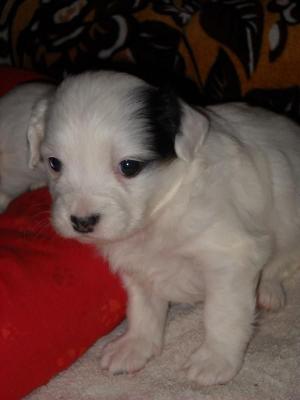 Panda puppies for sale! Bucuresti! 3 baieti si o fetita de 1 luna.