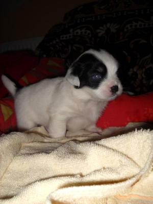 Panda puppies for sale! Bucuresti! 3 baieti si o fetita de 1 luna.