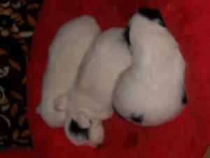 Panda puppies for sale! Bucuresti! 3 baieti si o fetita de 1 luna.