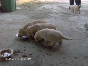 Labrador