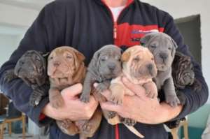 VAND PUI SHAR PEI SUPERBI