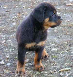 pui rottweiler de calitate