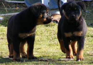 pui rottweiler de calitate