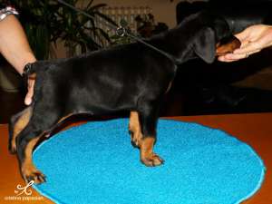 Vand Doberman (Dobermann)