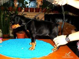 Vand Doberman (Dobermann)