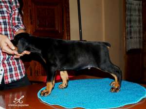 Vand Doberman (Dobermann)
