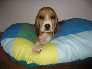 Catelusi BEAGLE superbi de vanzare